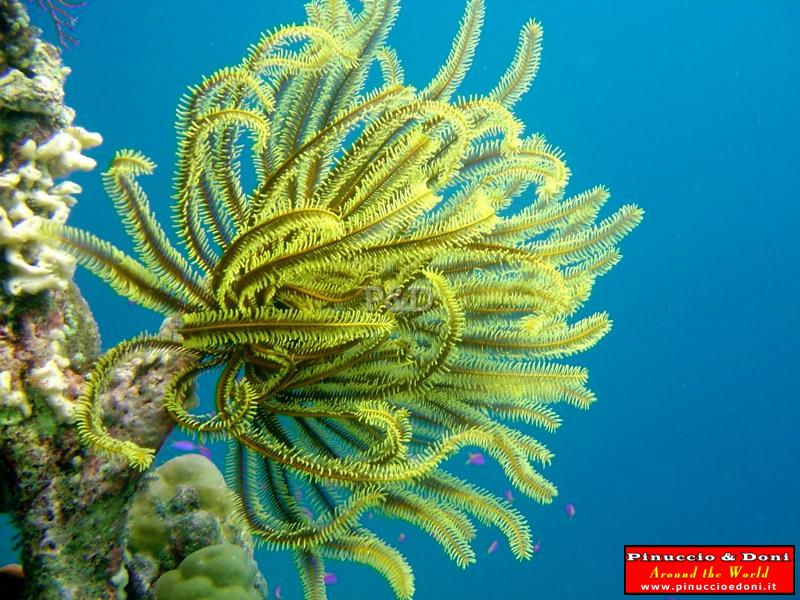 Papua Walindi Diving (New Britain) - 3.jpg